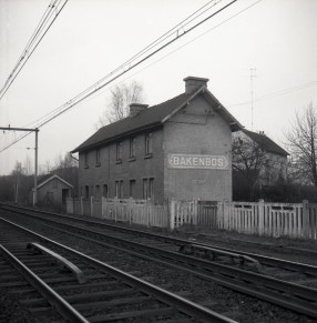 Bakenbos - Z10214g (1).jpg